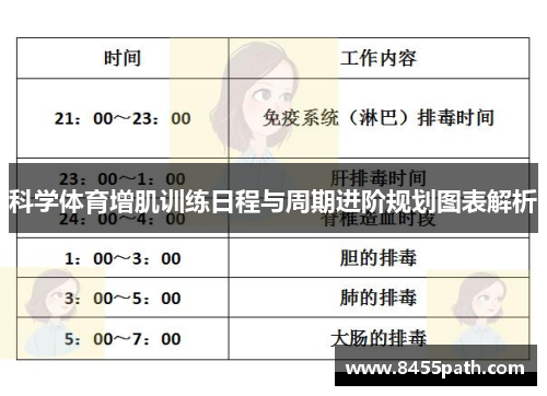 科学体育增肌训练日程与周期进阶规划图表解析