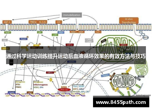 通过科学运动训练提升运动后血液循环效果的有效方法与技巧